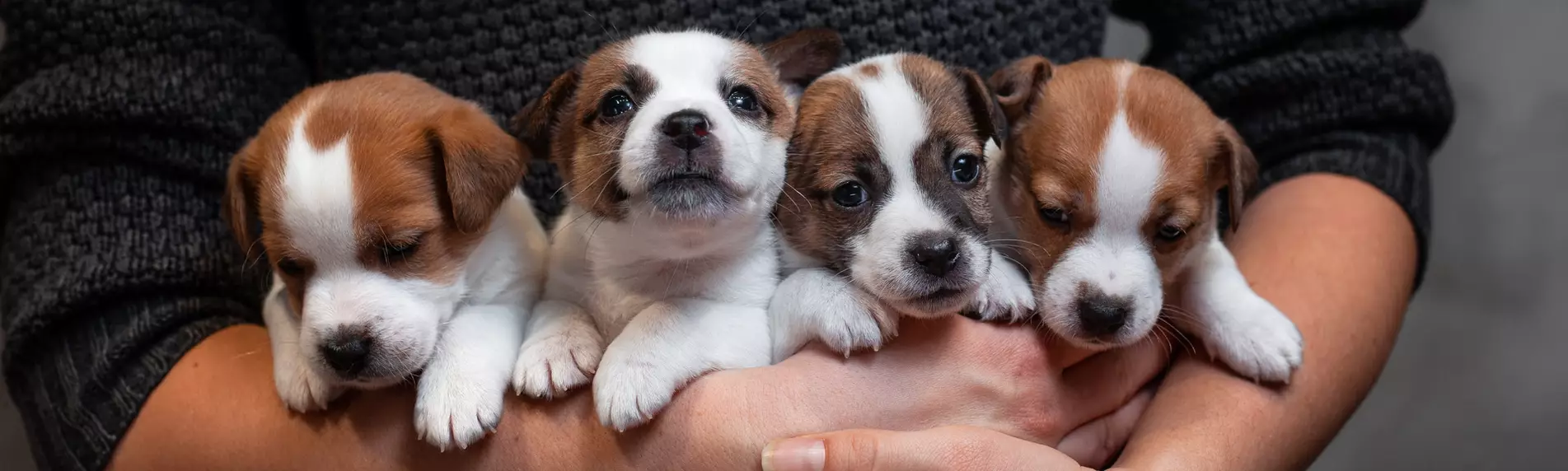 Arvoisa kasvattaja 8