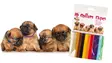 Transgroom Koiranpentujen merkkauspannat 4Pups, 12 kpl - Koiranpennun hoitotarvikkeet - TG944PU001 - 1